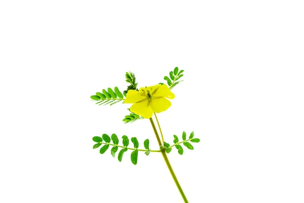 Κίτρινο Λουλούδι Του Διαβόλου Αγκάθι Φυτό Tribulus Terrestris Φύλλα Λευκό — Φωτογραφία Αρχείου