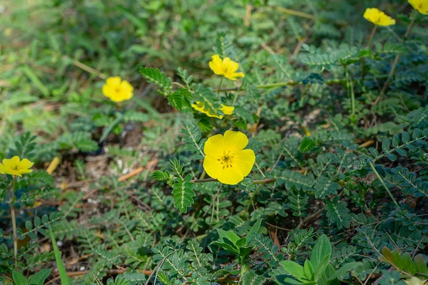 魔鬼刺 蒺藜植物 的黄色花朵 叶子在地上 — 图库照片