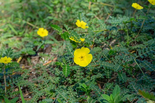 Żółty Kwiat Diabła Thorn Roślin Tribulus Terrestris Liści Ziemi — Zdjęcie stockowe