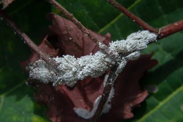 Close Pseudococcidae Branch — Stock Photo, Image