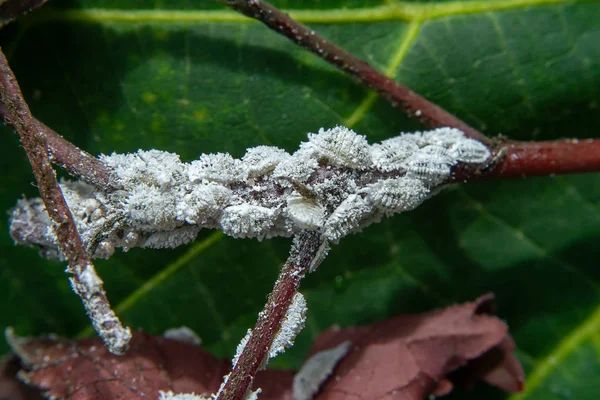 Close Pseudococcidae Branch — Stock Photo, Image