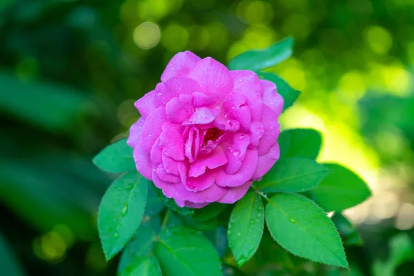 Nahaufnahme Von Rosa Damastrose Rosa Damascena Mühle Mit Wassertropfen Bokeh — Stockfoto