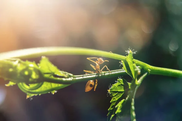 Červený Mravenec Ivy Měkkým Světlem Tmavém Pozadí — Stock fotografie