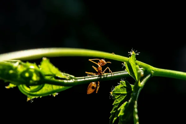 Červený Mravenec Ivy Světlem Tmavém Pozadí — Stock fotografie