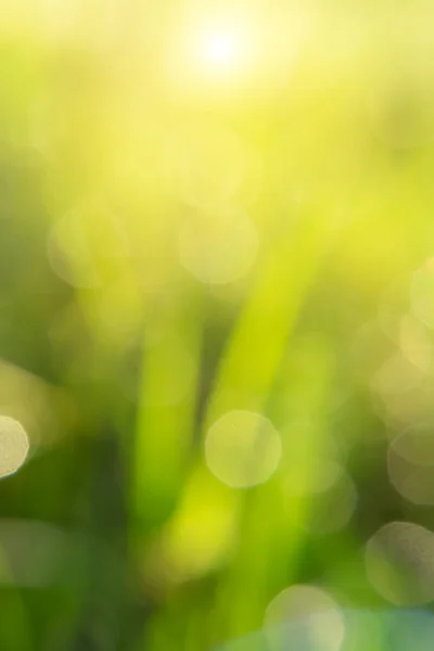 Green Blur Background Sunlight Bokeh Light — Stock Photo, Image