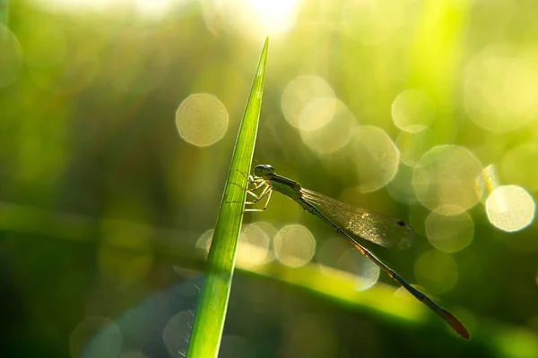 Libélula Pequena Folhas Com Luz Solar Luz Bokeh — Fotografia de Stock