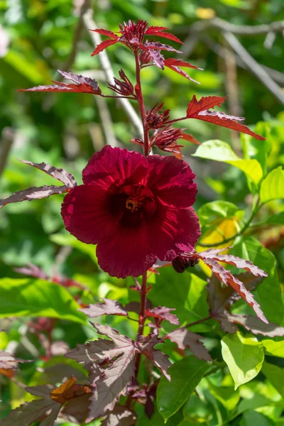 Gros Plan Hibiscus Canneberge Fleur Romarin Afrique Hibiscus Acetosella — Photo