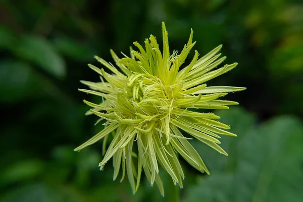 Primo Piano Gerbera Fiore Con Sfondo Sfocato — Foto Stock