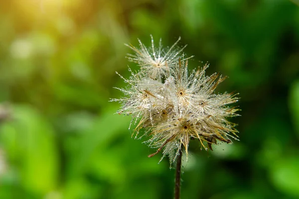 柔和的焦点在阳光和漂浮的光的外套按钮或墨西哥菊花花的种子 Tridax — 图库照片
