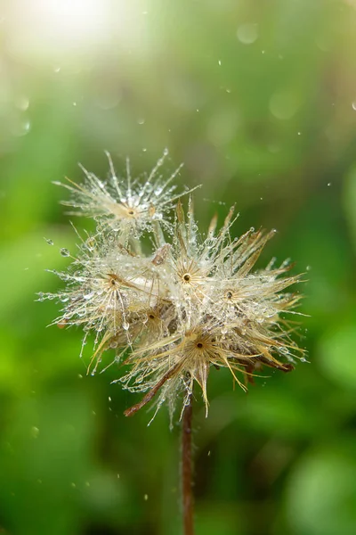 Foco Suave Sementes Botões Brasão Flor Margarida Mexicana Com Gota — Fotografia de Stock