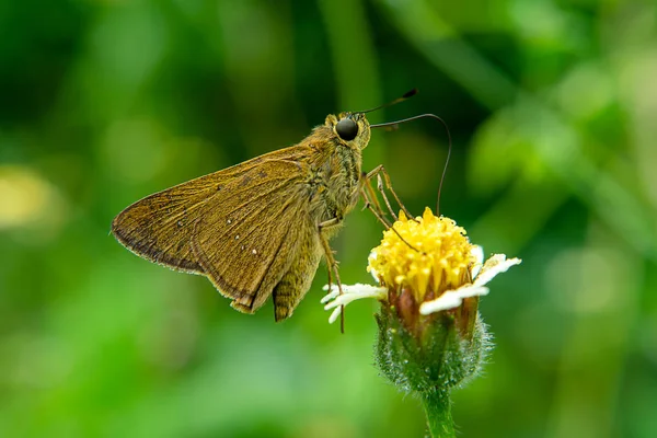 Nahaufnahme Brauner Schmetterling Auf Mantelknöpfen Oder Mexikanischem Gänseblümchen Tridax Procumbens — Stockfoto