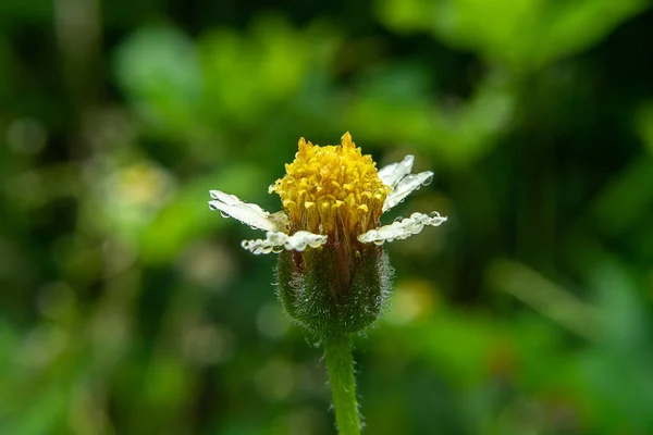 Close Coat Buttons Mexican Daisy Flower Tridax Procumbens — Stock Photo, Image