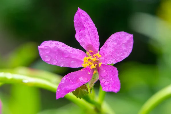 Nahaufnahme Der Blume Talinum Paniculatum Mit Unscharfem Hintergrund — Stockfoto