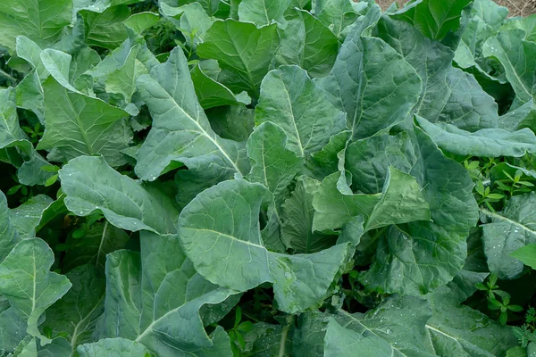 Nahaufnahme Von Grünem Blumenkohl Gemüsegarten — Stockfoto