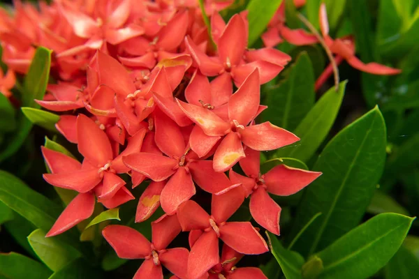 Close Glossy Ixora Flower Ixora Lobbii Loud — Stock Photo, Image