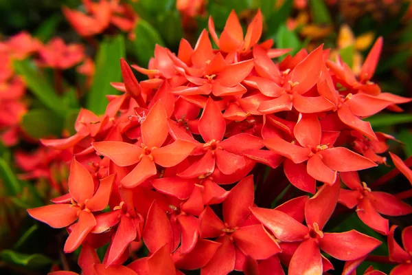 イクソラ Lobbii 大きな光沢のあるイクソラ花のクローズ アップ — ストック写真