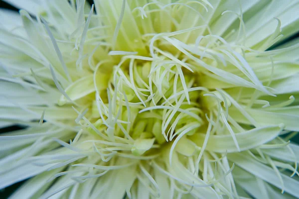 Nahaufnahme Blütenblätter Der Weißen Gerbera Blume — Stockfoto