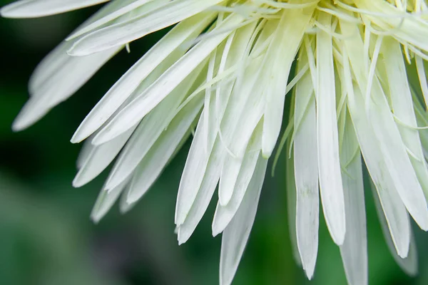 Bliska Płatki Kwiatu Biała Gerbera — Zdjęcie stockowe