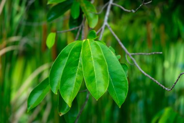 Ağaç Soursop yapraklarda kapatın. (Annona muricata)