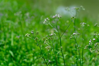 Küçük ironweed çiçek (Vernonia cinerea) bulanıklık arka plan ile yumuşak odak tohumları.