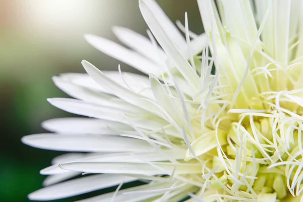 Närbild Kronblad Vit Gerbera Blomma Med Mjukt Ljus — Stockfoto