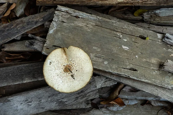 Close Magic Mushroom Old Wooden Psilocybe Cubensis — Stock Photo, Image