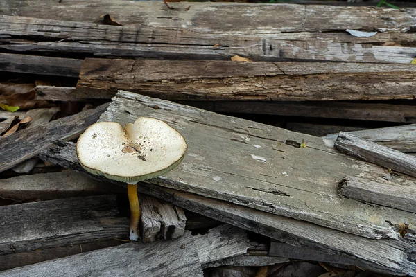 关闭老木的魔术蘑菇 伞霜霉病 — 图库照片