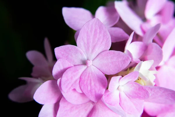 Feche Flor Hortênsia Rosa Com Fundo Escuro — Fotografia de Stock