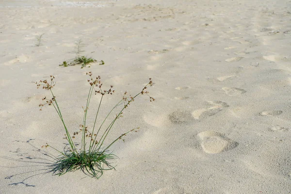 Feche Grama Flor Longa Praia — Fotografia de Stock