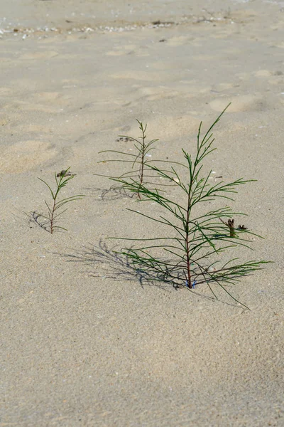 松の木と砂の上に成長している苗は 背景をぼかし — ストック写真