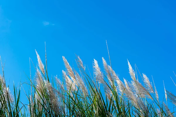 Wild Cane Flower Blue Sky Background Saccharum Spontaneum Plant — Stock Photo, Image