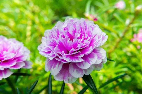 Flor Portulaca Jardim Portulaca Oleracea — Fotografia de Stock