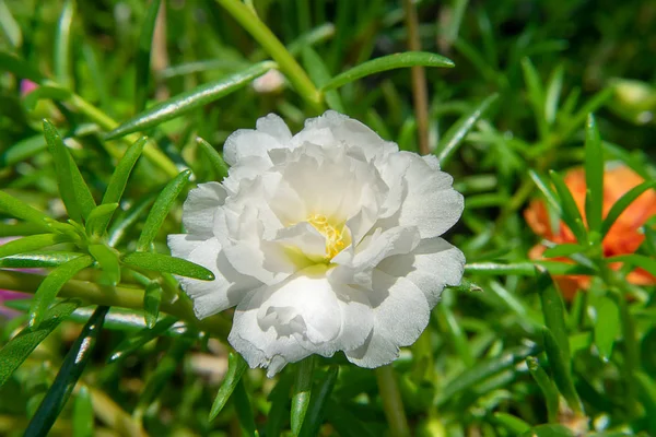 White Portulaca Flower Portulaca Oleracea — Stock Photo, Image