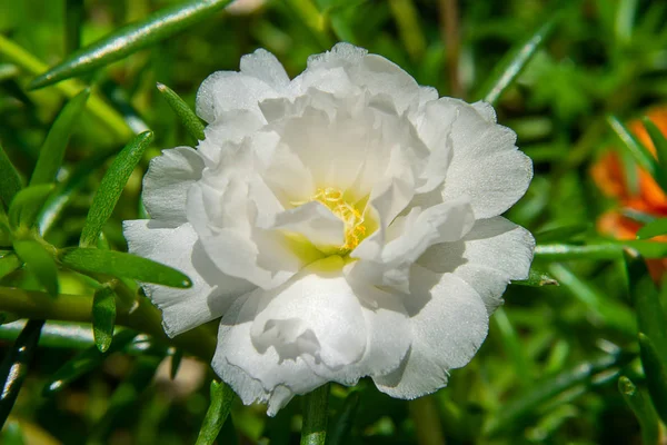 マツバボタンの花庭 スベリヒユ — ストック写真