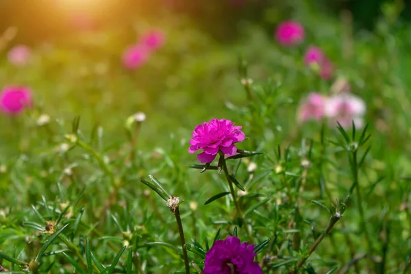 Eskalaca Bunga Taman Dengan Cahaya Eskalaca Oleracea — Stok Foto