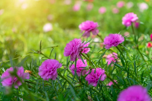 Рожева Квітка Портулаки Саду Сонячним Світлом Портулака Олерація — стокове фото