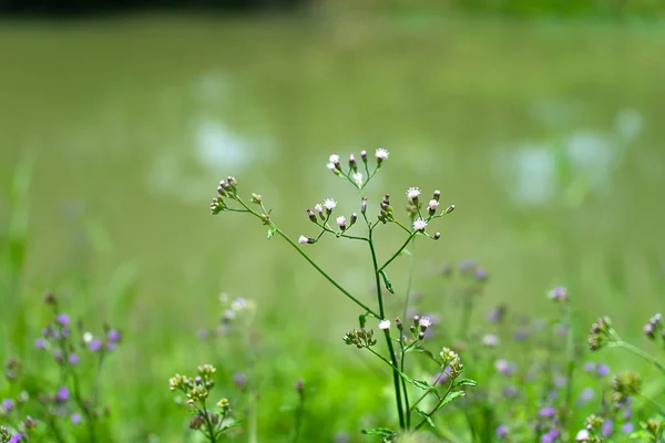 Semillas Enfoque Suave Little Ironweed Flower Vernonia Cinerea Con Fondo — Foto de Stock
