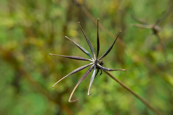 Seeds Cosmos Flower — Stock Photo, Image