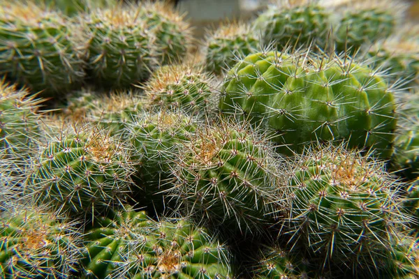 Zavřít Kaktus Rozmazaným Pozadím — Stock fotografie