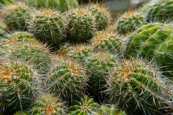 Primo Piano Cactus Con Sfondo Sfocato — Foto Stock