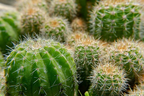 Gros Plan Cactus Avec Fond Flou — Photo