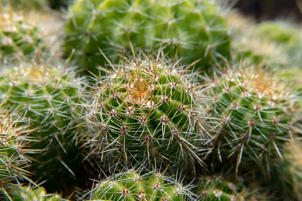 Primo Piano Cactus Con Sfondo Sfocato — Foto Stock