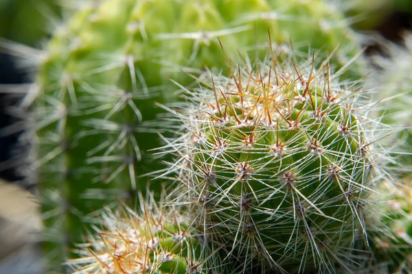 Zavřít Kaktus Rozmazaným Pozadím — Stock fotografie