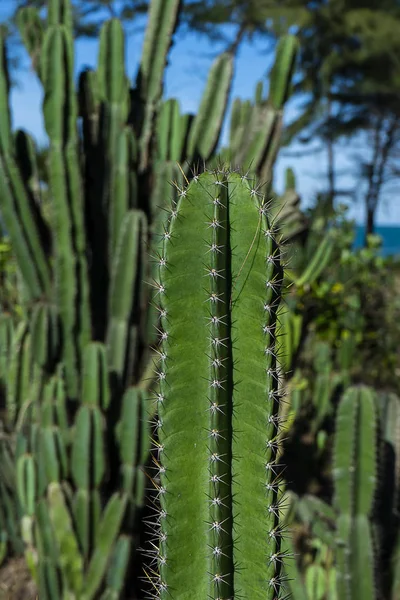 Primer Plano Del Árbol Cactus Peruano Con Fondo Borroso Nombre — Foto de Stock