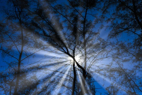 Siluet Çam Ağacı Mavi Gökyüzü Arka Plan Güneş Işığı Ile — Stok fotoğraf