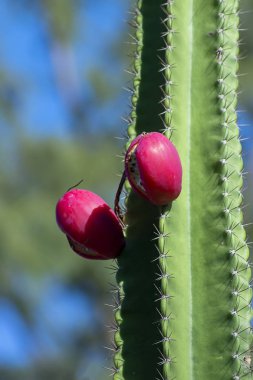 Perulu elma kaktüs meyve ağaç botanik bahçesinde bulunan görüntü arka plan üzerinde kapatın. (Bilimsel adı Cereus repandus)
