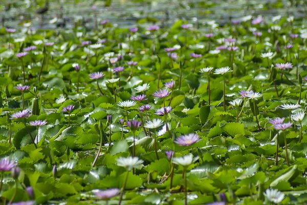 Fiori Ninfee Con Sfondo Foglia Verde Immagine Sfocata — Foto Stock