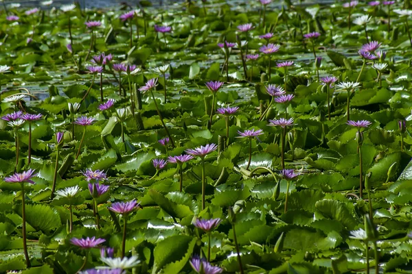 Fiori Ninfee Con Sfondo Foglia Verde Immagine Sfocata — Foto Stock