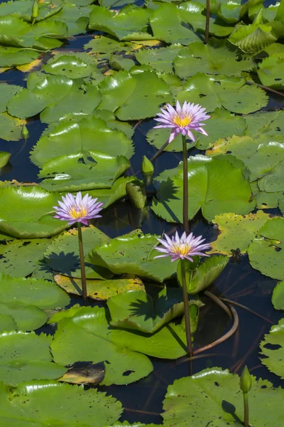Close Waterlily Flower Green Leaf — Stock Photo, Image