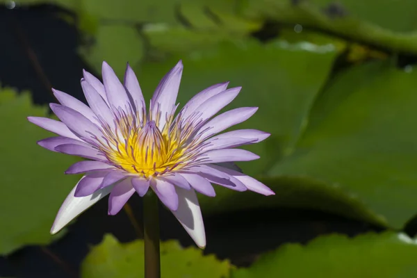 Gros Plan Fleur Nénuphar Avec Feuille Verte — Photo